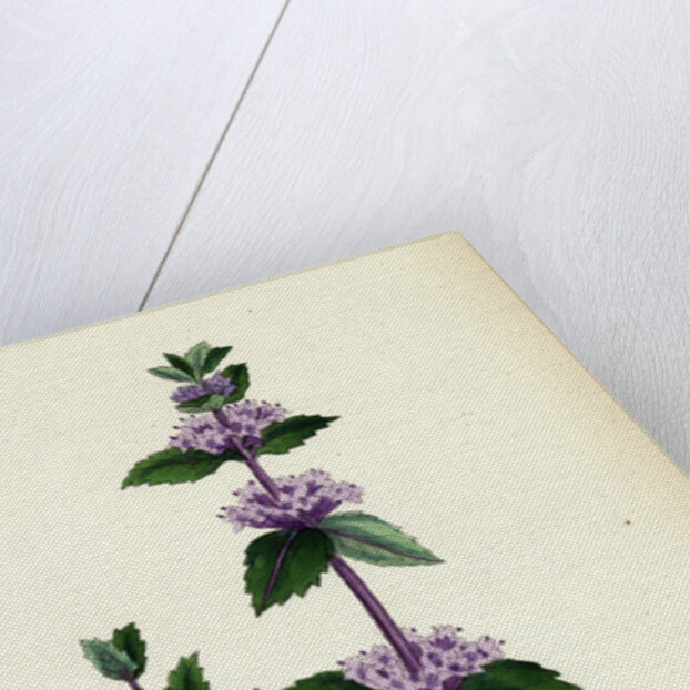 Mentha Rubra Tall Red Mint by Anonymous