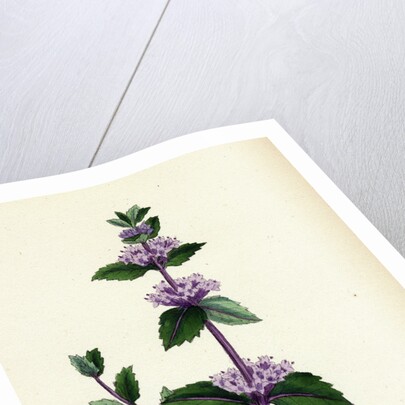 Mentha Rubra Tall Red Mint by Anonymous
