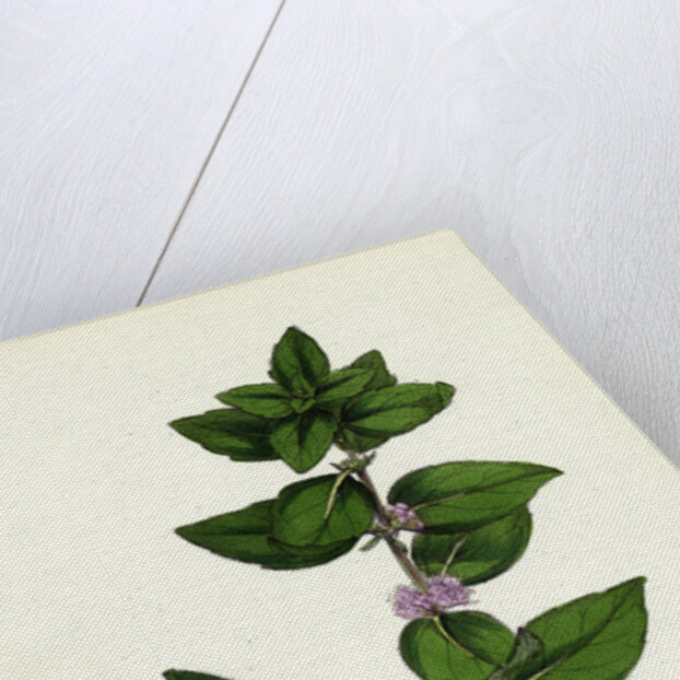 Mentha Gentilis Bushy Red Mint by Anonymous