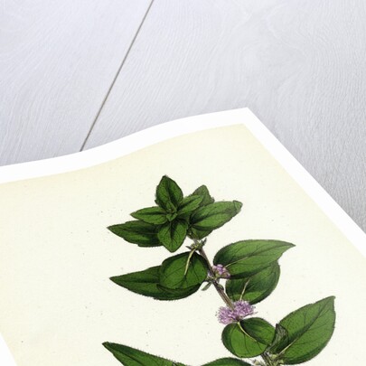 Mentha Gentilis Bushy Red Mint by Anonymous