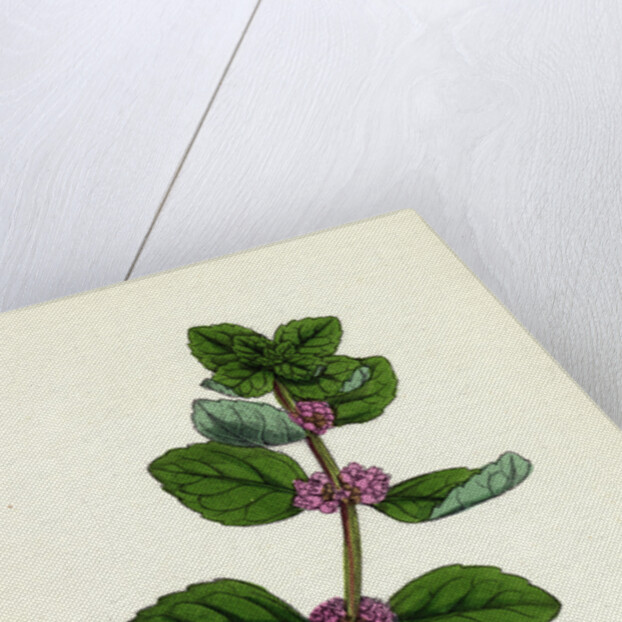 Mentha Arvensis Var. Genuina Corn Mint Var. A. by Anonymous