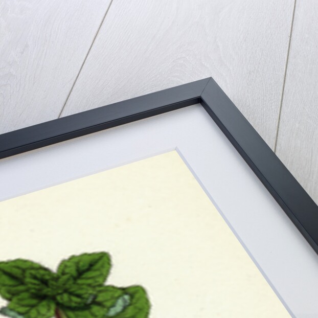 Mentha Arvensis Var. Genuina Corn Mint Var. A. by Anonymous