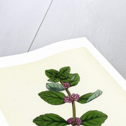 Mentha Arvensis Var. Genuina Corn Mint Var. A. by Anonymous