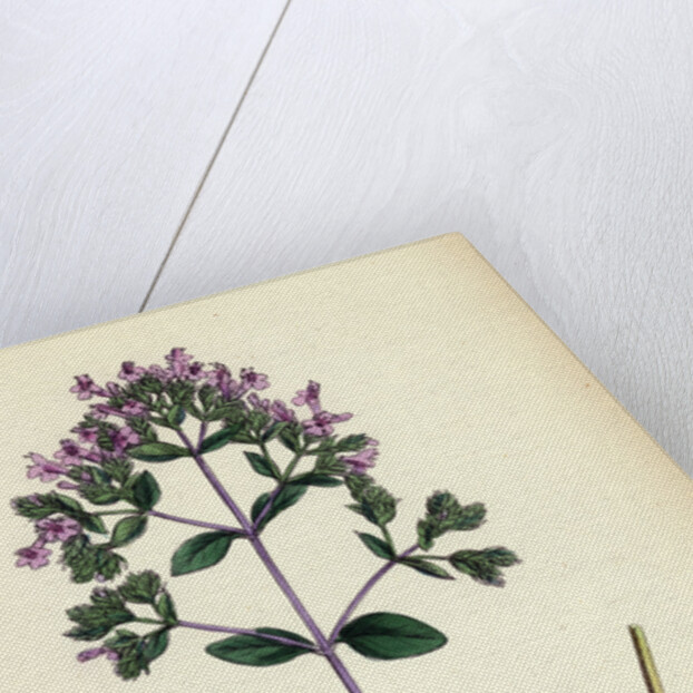 Origanum Vulgare Var. Genuinum Common Marjorum Var. A. by Anonymous