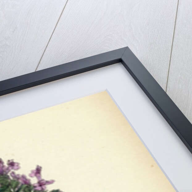 Origanum Vulgare Var. Genuinum Common Marjorum Var. A. by Anonymous