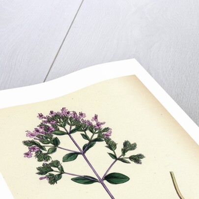 Origanum Vulgare Var. Genuinum Common Marjorum Var. A. by Anonymous