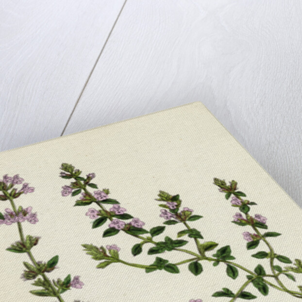 Calamintha Acinos Basil Thyme by Anonymous