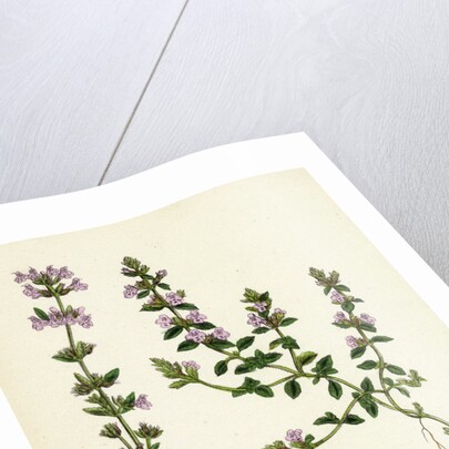 Calamintha Acinos Basil Thyme by Anonymous