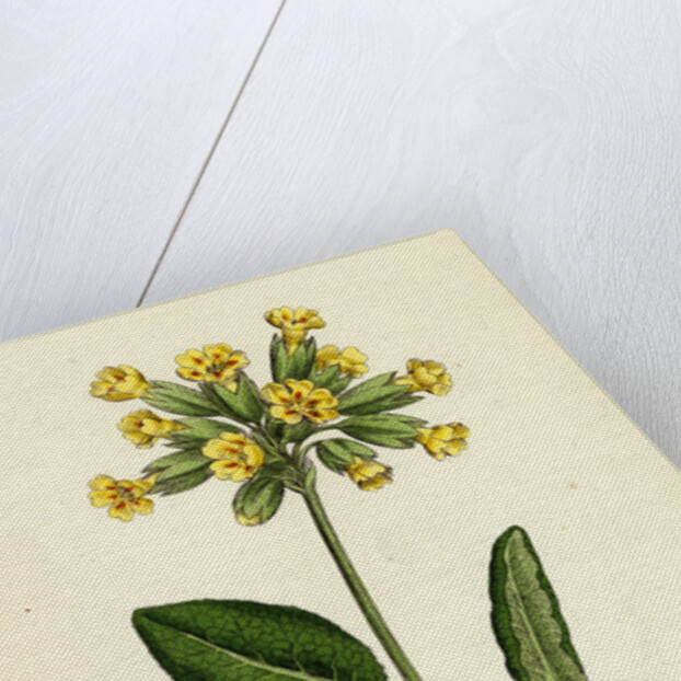 Primula Officinalis Cowslip by Anonymous