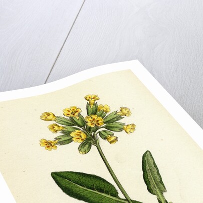 Primula Officinalis Cowslip by Anonymous