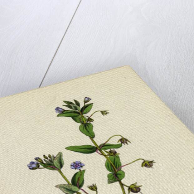 Anagallis Arvensis Var. Caerulea Blue Pimpernel by Anonymous