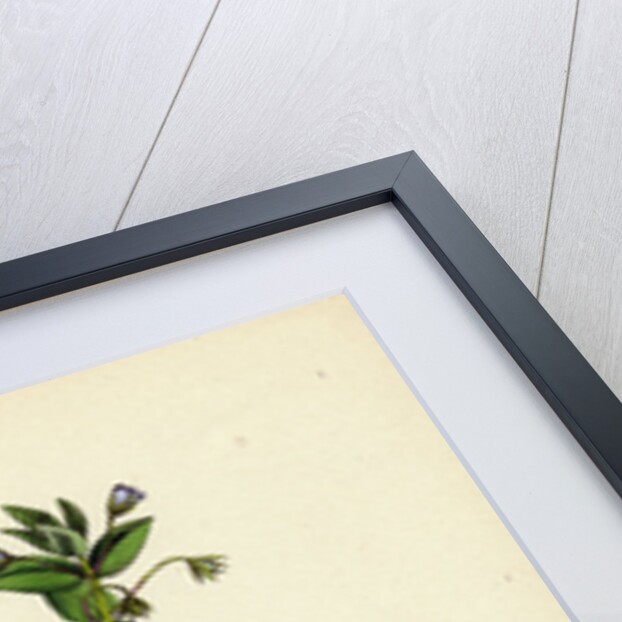 Anagallis Arvensis Var. Caerulea Blue Pimpernel by Anonymous