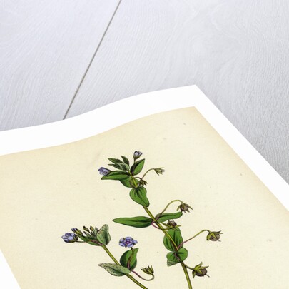 Anagallis Arvensis Var. Caerulea Blue Pimpernel by Anonymous