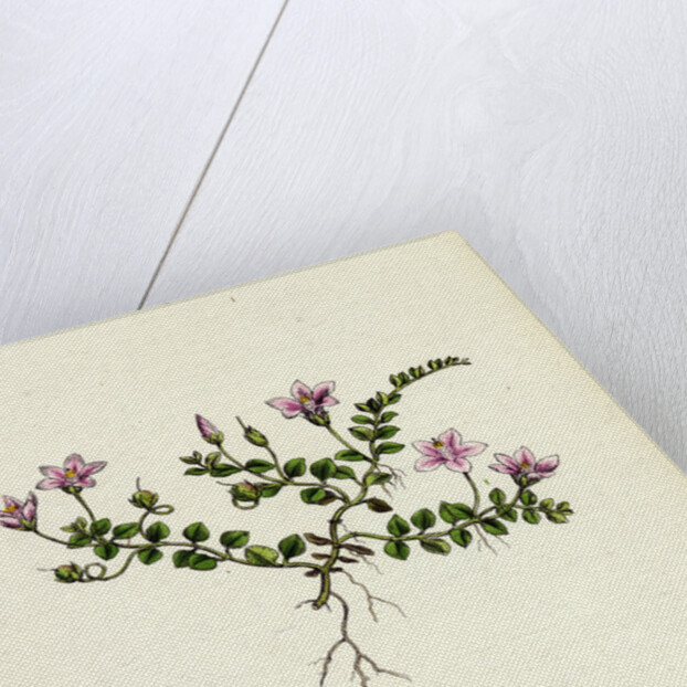 Anagallis Tenella Bog Pimpernel by Anonymous