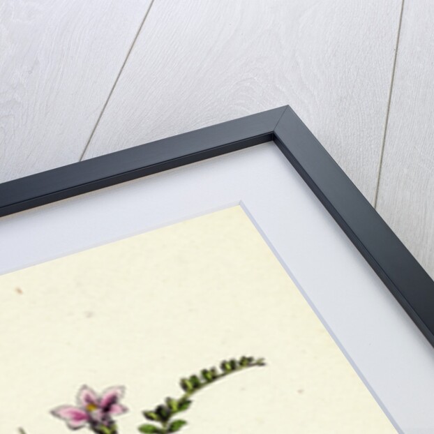 Anagallis Tenella Bog Pimpernel by Anonymous