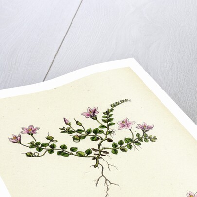 Anagallis Tenella Bog Pimpernel by Anonymous