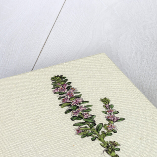 Glaux Maritima Black Saltwort by Anonymous