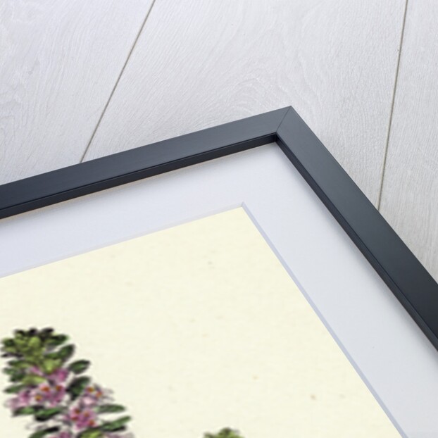 Glaux Maritima Black Saltwort by Anonymous