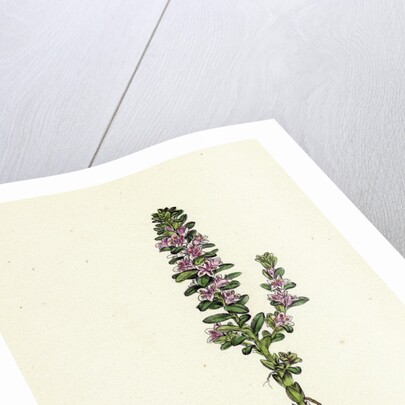 Glaux Maritima Black Saltwort by Anonymous