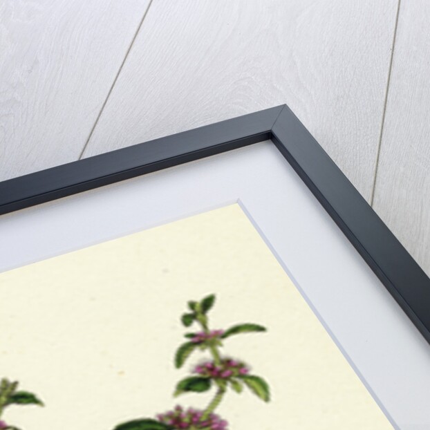 Mentha Pulegium Var. Decumbens Penny-Royal by Anonymous