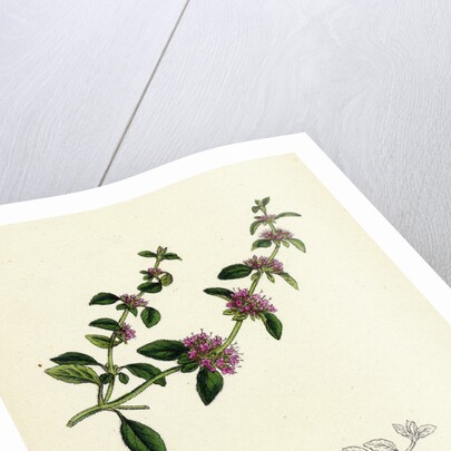 Mentha Pulegium Var. Decumbens Penny-Royal by Anonymous