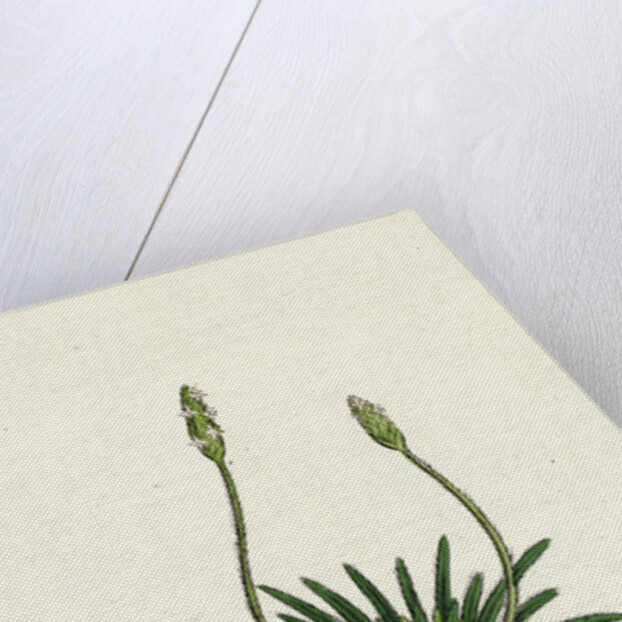 Plantago Maritima Var. Hirsuta Sea Plantain Var. Y. by Anonymous