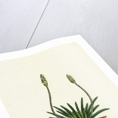 Plantago Maritima Var. Hirsuta Sea Plantain Var. Y. by Anonymous