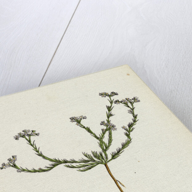 Scleranthus Perennis Perennial Knawel by Anonymous