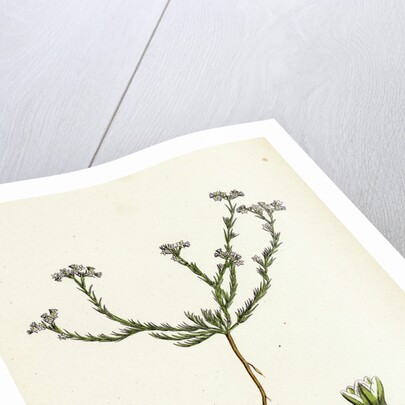 Scleranthus Perennis Perennial Knawel by Anonymous