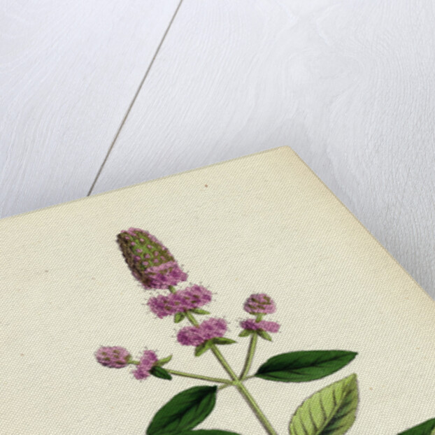 Mentha Pubescens Var. Hircina Blunt-Spiked Mint Var. B. by Anonymous