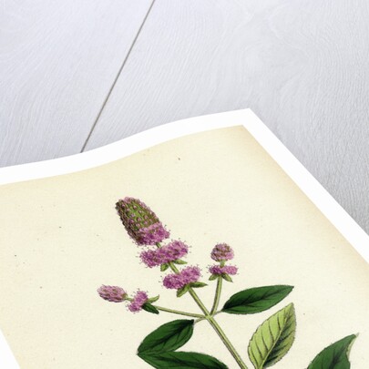 Mentha Pubescens Var. Hircina Blunt-Spiked Mint Var. B. by Anonymous