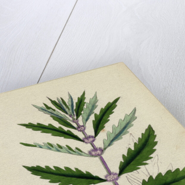 Lycopus Europaeus Water Horehound by Anonymous