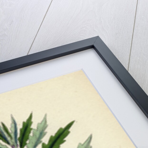 Lycopus Europaeus Water Horehound by Anonymous