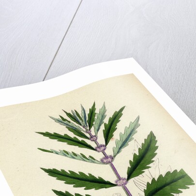 Lycopus Europaeus Water Horehound by Anonymous