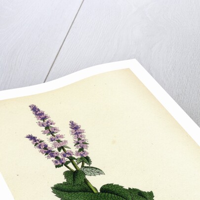 Mentha Rotundifolia Round-Leaved Mint by Anonymous