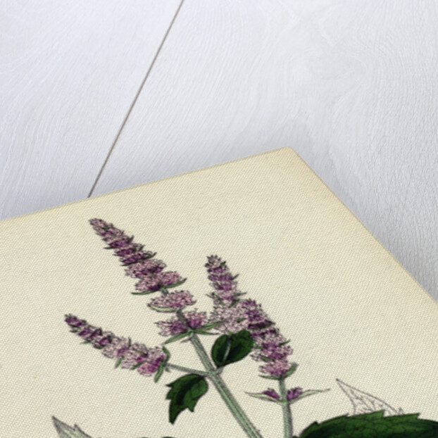 Mentha Sylvestris Common Horse-Mint by Anonymous