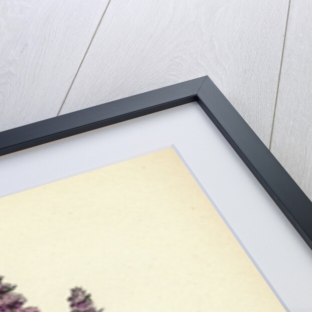 Mentha Sylvestris Common Horse-Mint by Anonymous