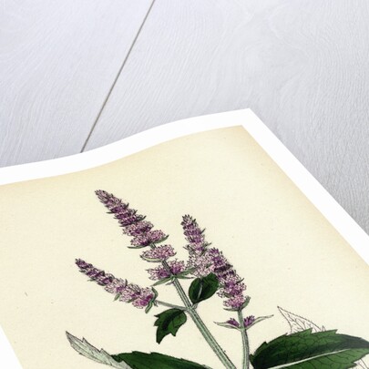 Mentha Sylvestris Common Horse-Mint by Anonymous