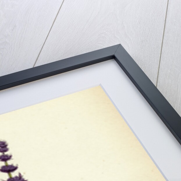 Mentha Viridis Spear-Mint by Anonymous