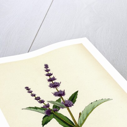 Mentha Viridis Spear-Mint by Anonymous