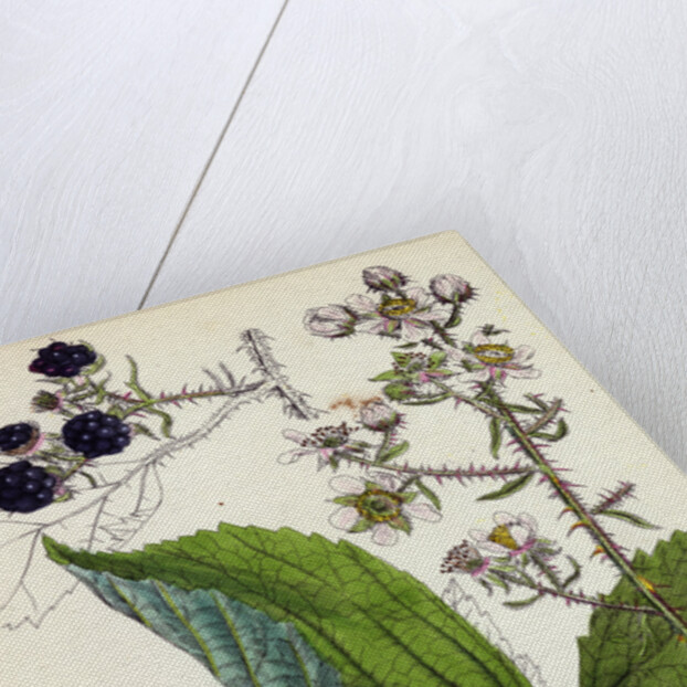 Rubus Köhleri Köhler's Bramble by Anonymous