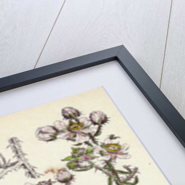 Rubus Köhleri Köhler's Bramble by Anonymous