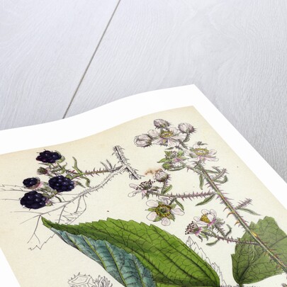 Rubus Köhleri Köhler's Bramble by Anonymous