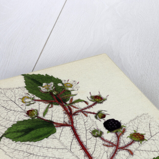 Rubus Glandulosus Glandular-Stemmed Bramble by Anonymous