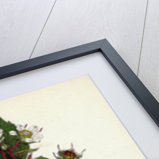 Rubus Glandulosus Glandular-Stemmed Bramble by Anonymous