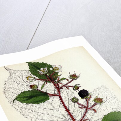 Rubus Glandulosus Glandular-Stemmed Bramble by Anonymous