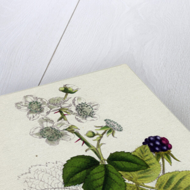 Rubus Corylifolius Hazel-Leaved Bramble by Anonymous