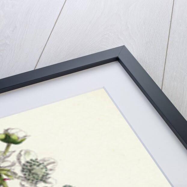 Rubus Corylifolius Hazel-Leaved Bramble by Anonymous