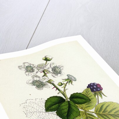 Rubus Corylifolius Hazel-Leaved Bramble by Anonymous