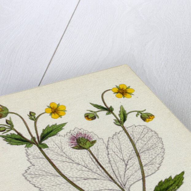 Geum Intermedium Intermediate Avens by Anonymous